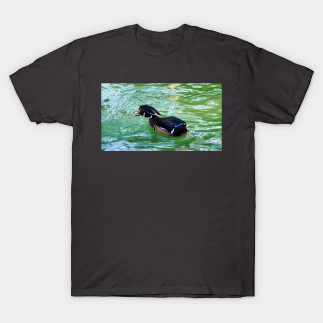 A Wood Duck Swimming With Its Bill Open T-Shirt by BackyardBirder